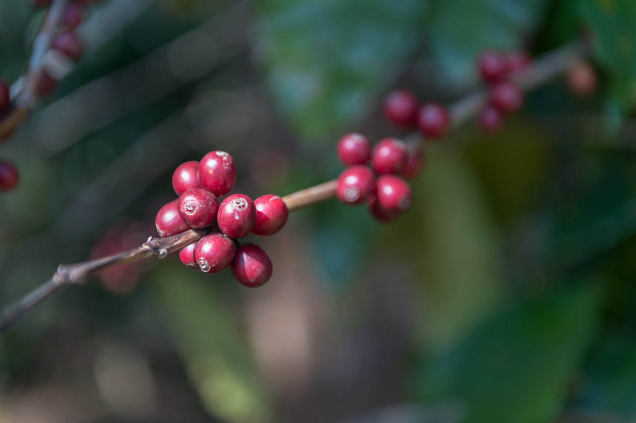 زیرگونه کاتورا