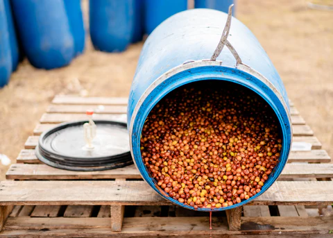 تخمیر بی‌هوازی فرآوری قهوه