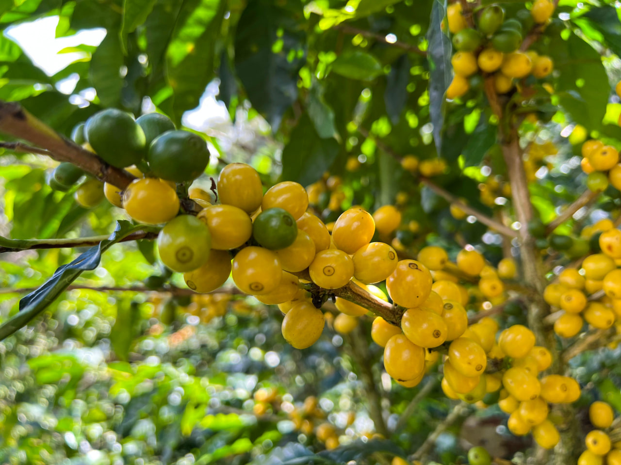 یلو کاتویی زیرگونه قهوه بلک شوگر