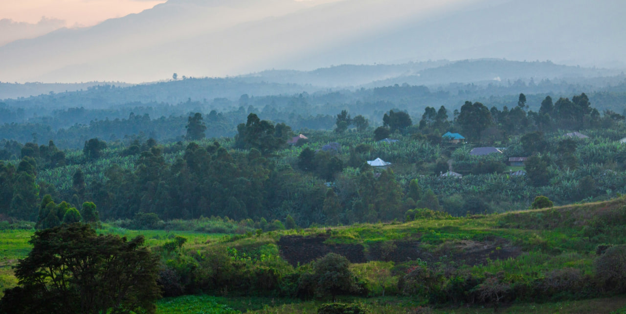 مزرعه اوگاندا فاین روبوستا بلک شوگر