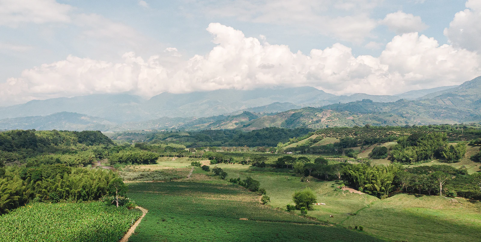 مناطق کشت تخصصی قهوه در کلمبیا