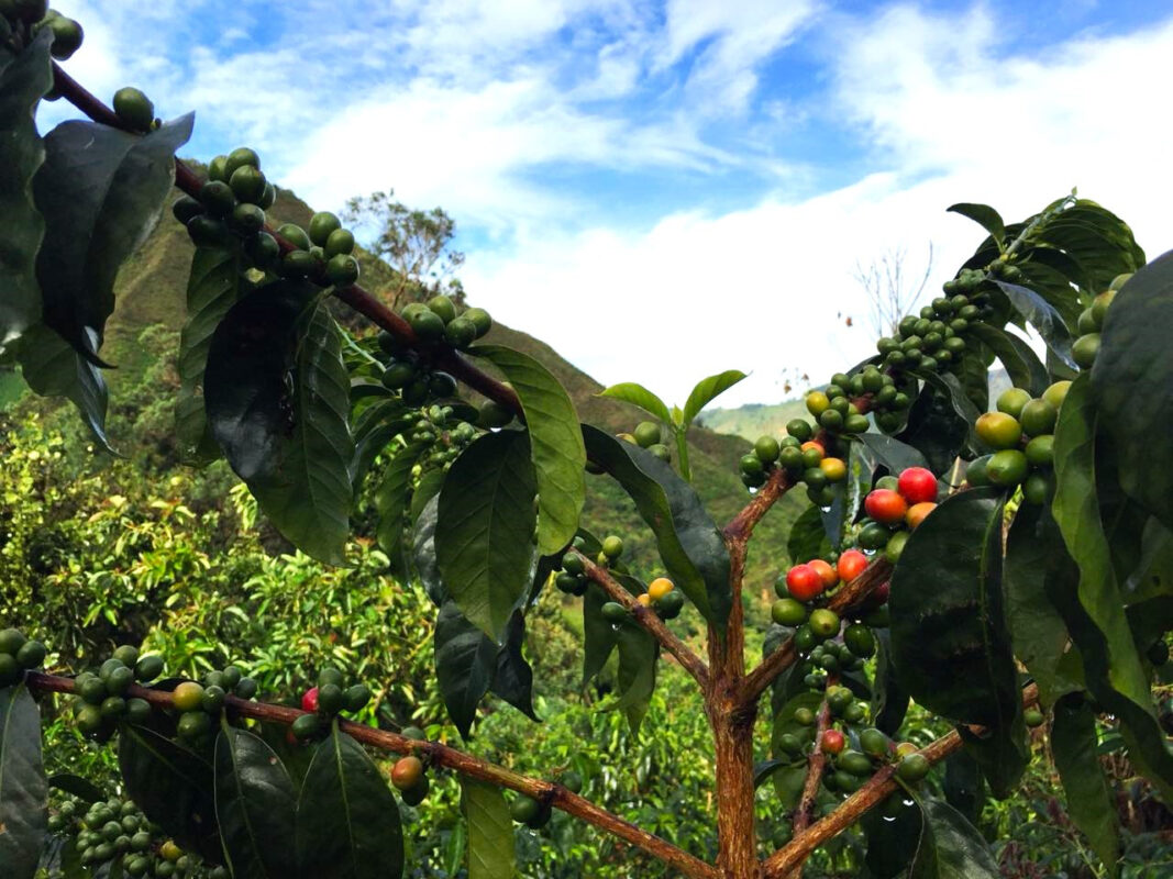 مزرعه قهوه فینکا مونته ورده - قهوه بلک شوگر