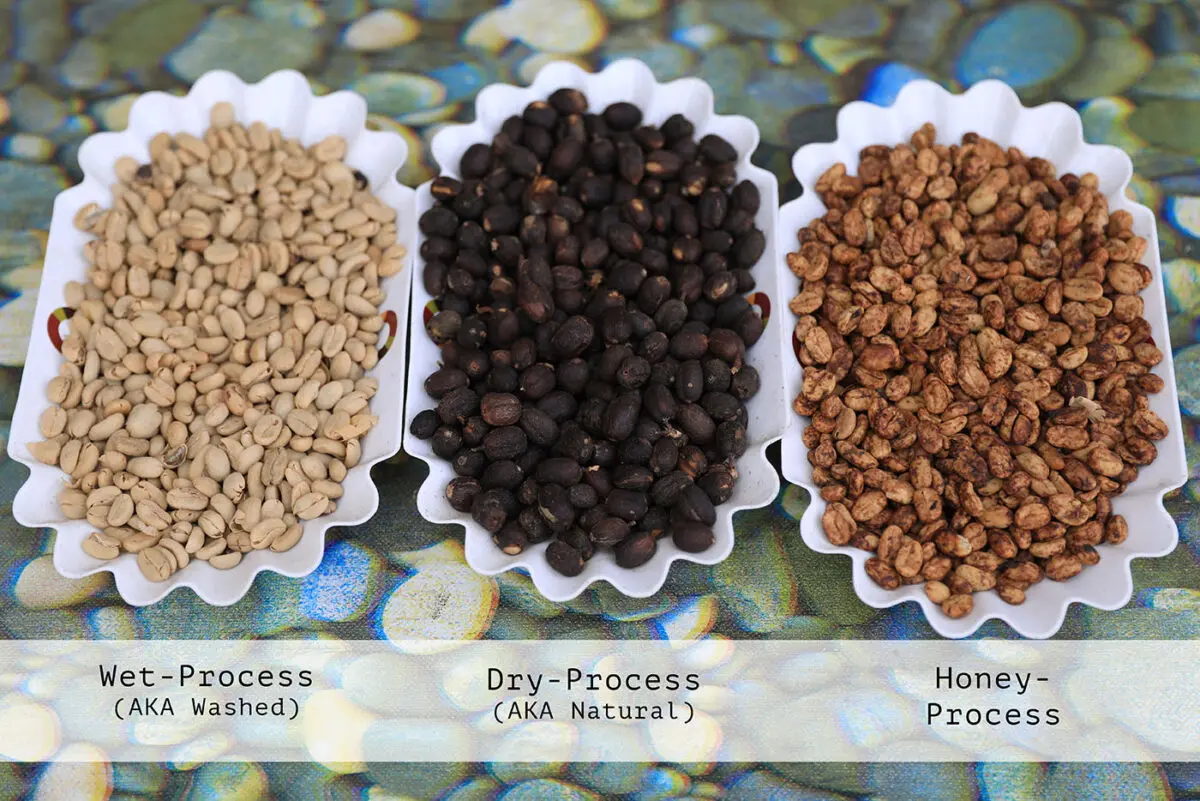 تفاوت فرآوری شسته شده، فرآوری طبیعی و فرآوری هانی عسلی 