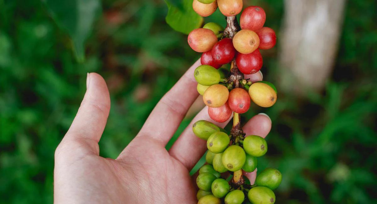 زیرگونه گشا یا گیشا در بلک شوگر قابل سفارش است
