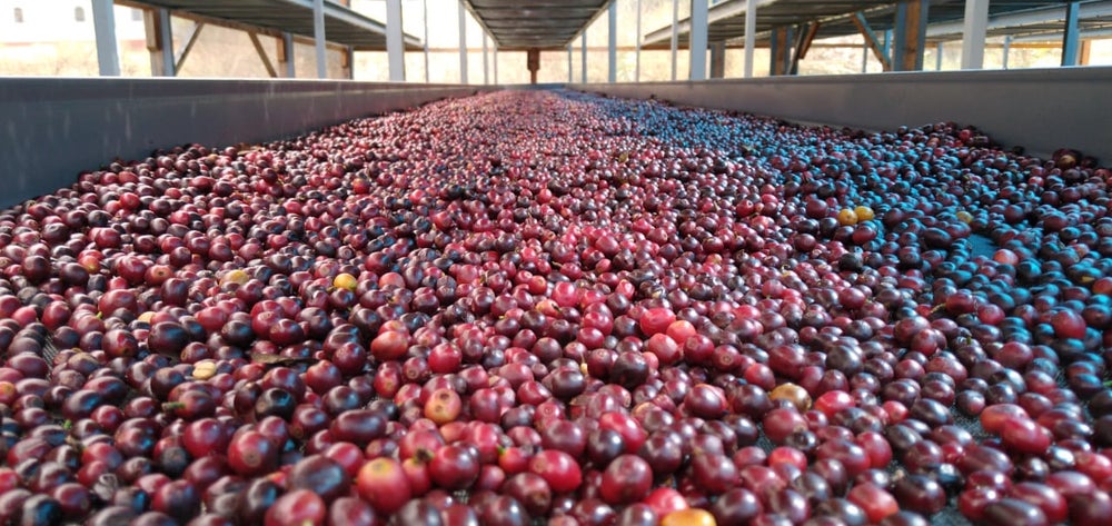 فرآوری نچرال قهوه گشا یا گیشا