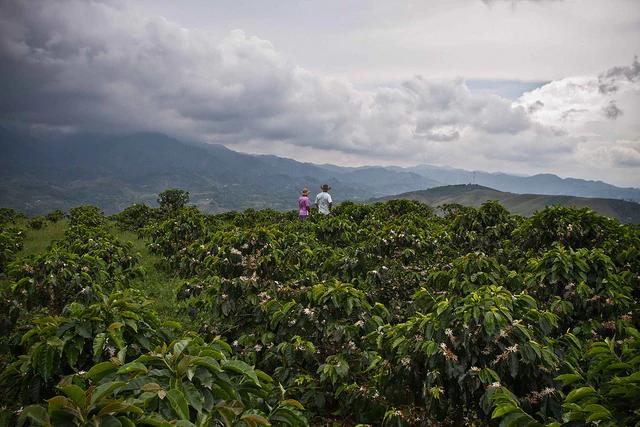 منطقه هویلا کلمبیا - قهوه کلمبیا هویلا - خرید قهوه کلمبیا هویلا از بلک شوگر