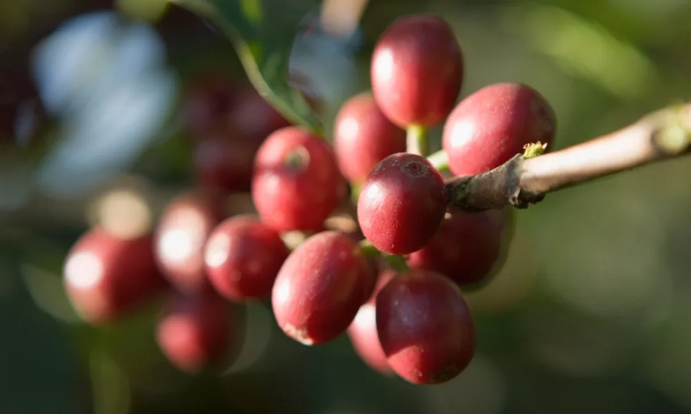 زیر گونه بوربون - خرید قهوه کلمبیا هویلا از بلک شوگر