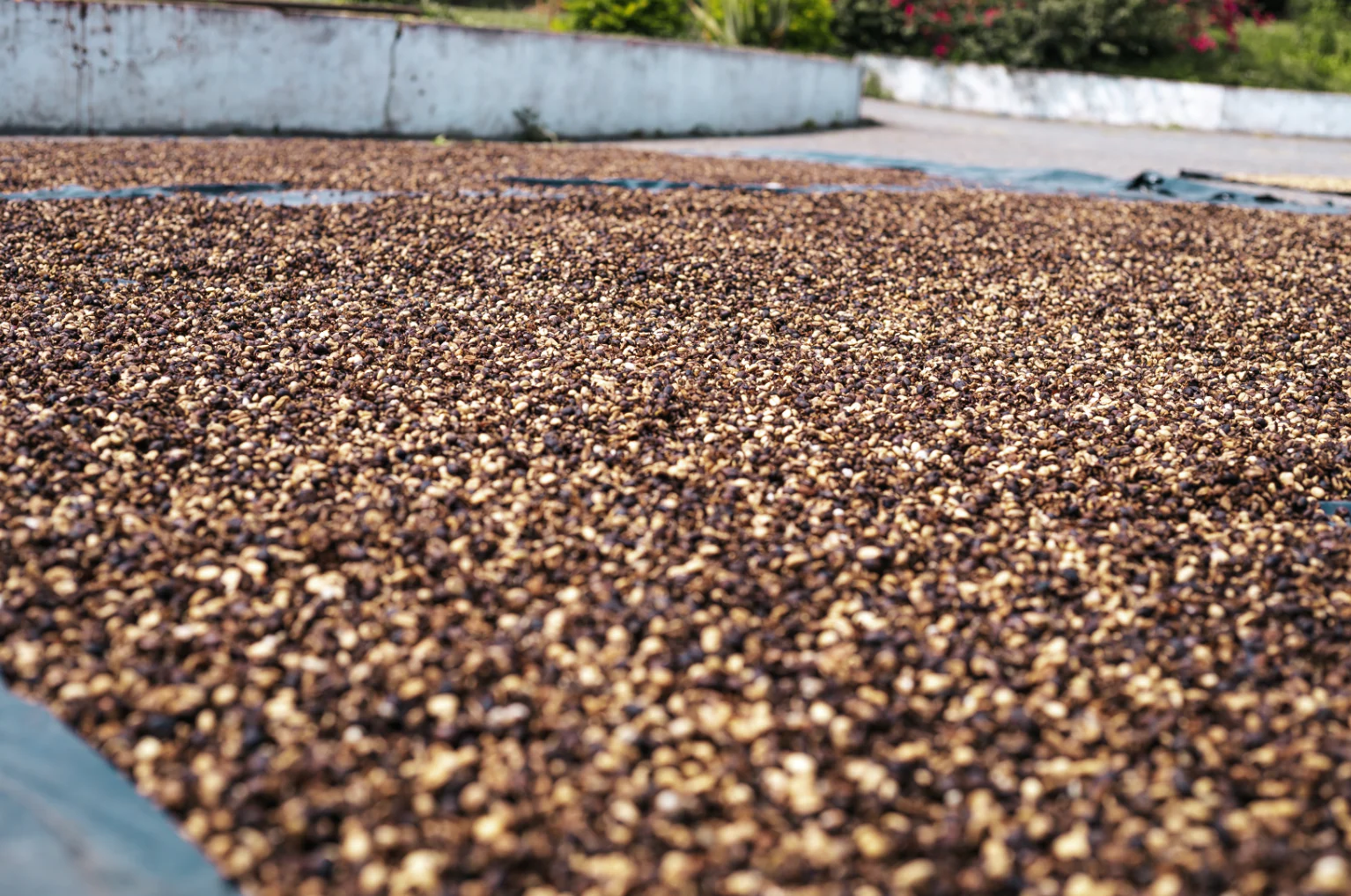 فرآوری نچرال قهوه کلمبیا هویلا