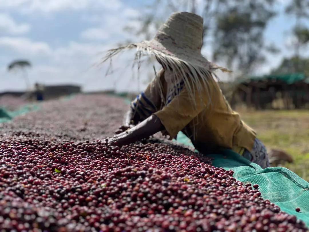 مرزعه قهوه گوجی اوراگا - خرید قهوه اتیوپی از بلک شوگر