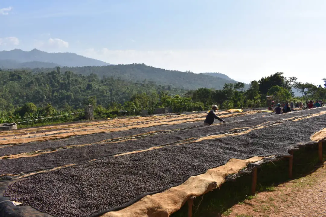 خشک کردن در فرآوری نچرال یا طبیعی