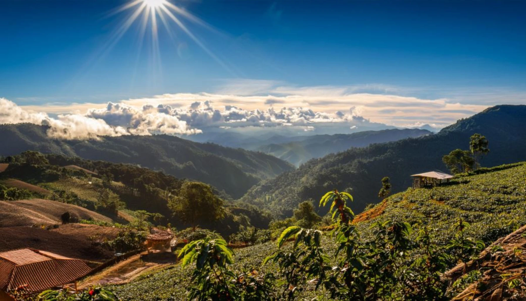 کلمبیا نارینو - خرید قهوه از بلک شوگر