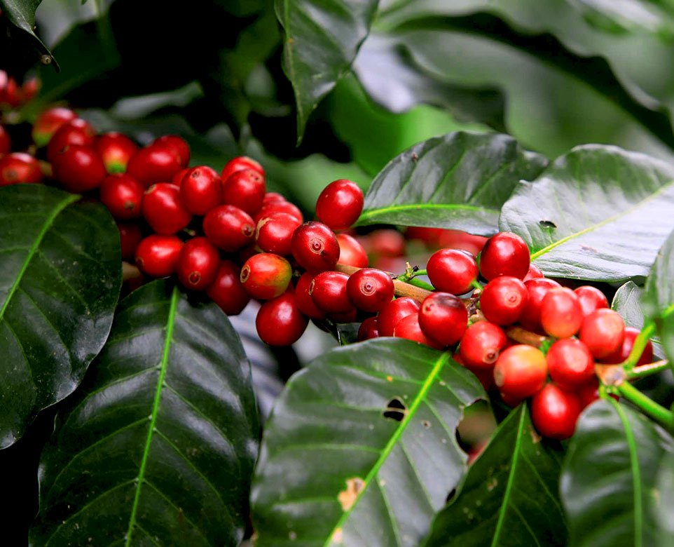 زیرگونه کاتورا برای قهوه کلمبیا نارینو بلک شوگر