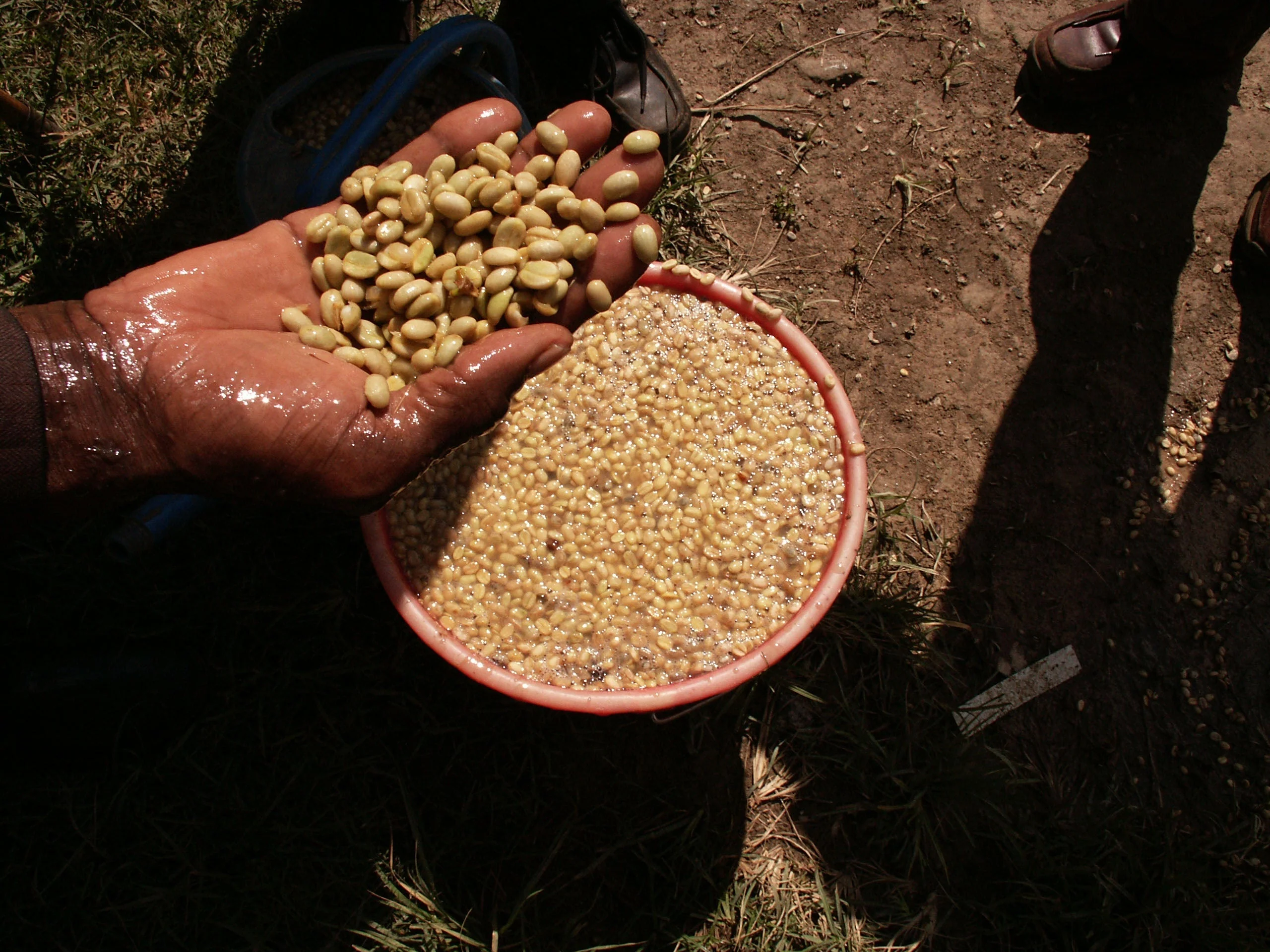 فرآوری شسته شده یا Washed