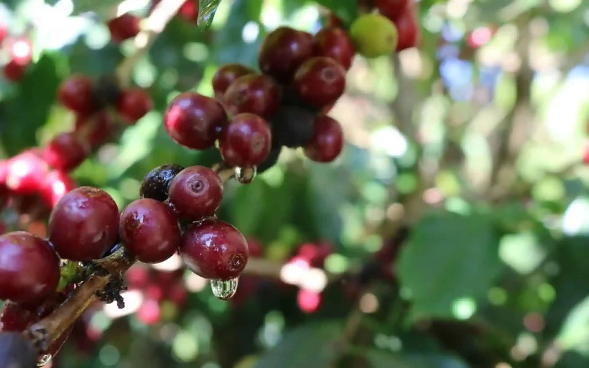 زیرگونه قهوه موندو نوو