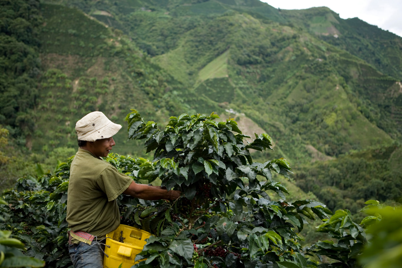برداشت قهوه برای تولید قهوه دی کف در هویلا کلمبیا