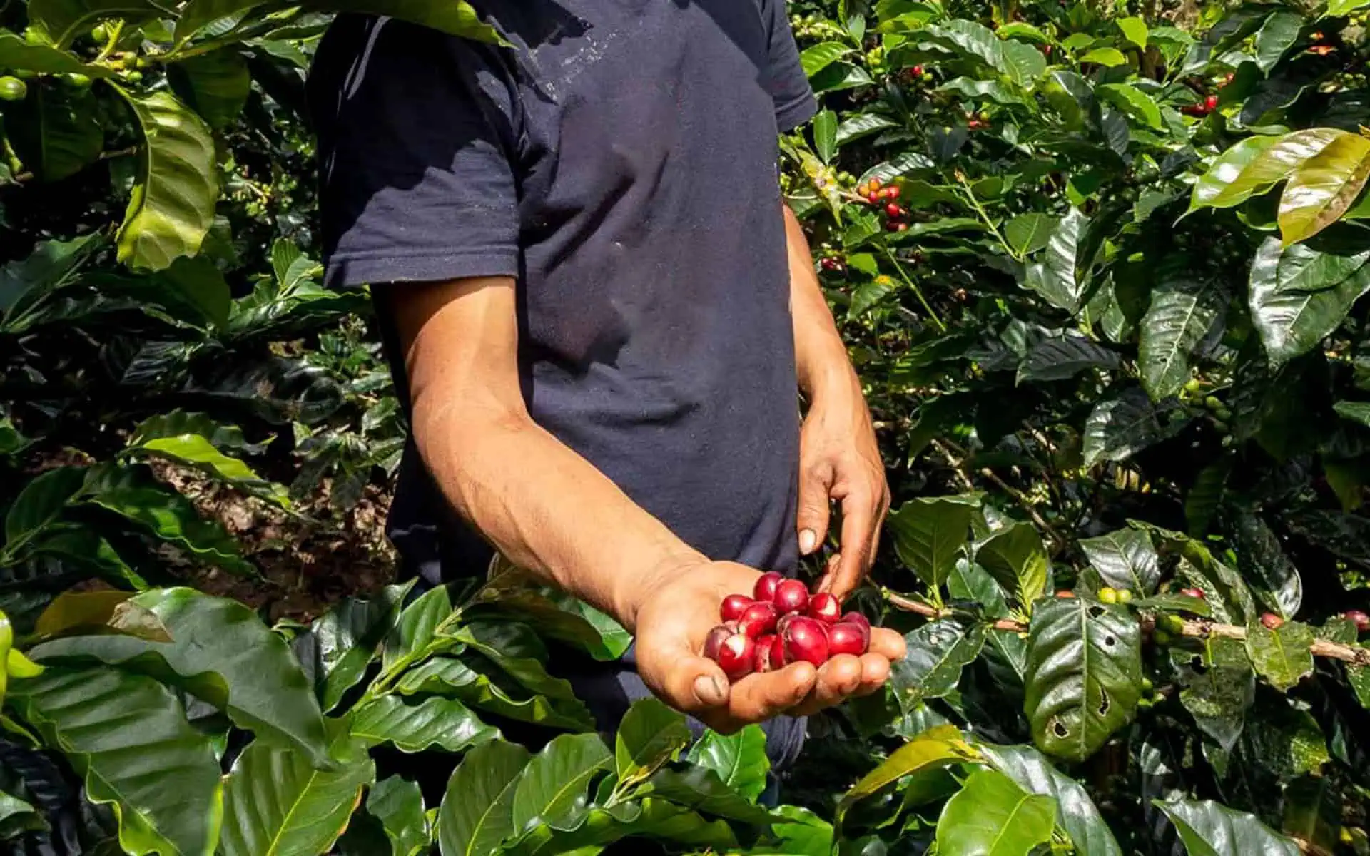 زیرگونه کاتورا که برای قهوه دی کف استفاده شده است