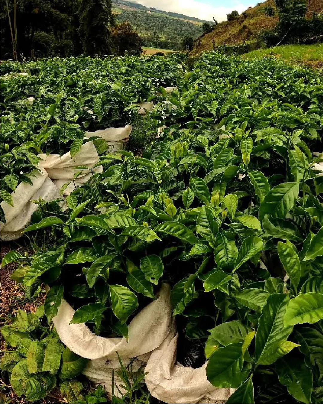 مزرعه فینکا مندوزا، خانه قهوه گشا کندی پاناما