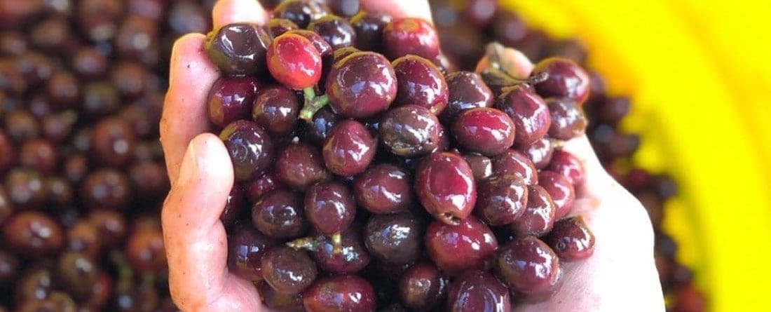 قهوه گشا پاناما